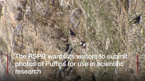 33K views · 57 reactions | Visitors to RSPB Bempton will soon be invited to take part in a unique conservation project. The RSPB wants their photos of Puffins carrying fish. Atlantic Puffins are a globally endangered species and scientists believe diet is an important factor. | BBC East Yorkshire | Facebook