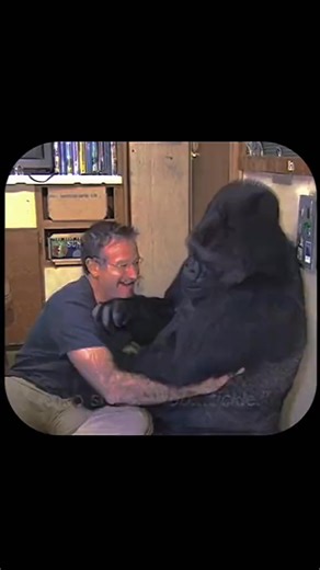 33K views · 2.5K reactions | In 2001 Robin Williams met Koko, the...