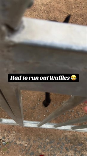 My mom actually adopted her after her owner in our area rejected her . She was skinny and unhealthy and my mom took care of her all through . Her sister did not make it but she thrived by the grace of God and she is now a big aunt to Waffles ❤️🥹I love my Ruby girl to bits