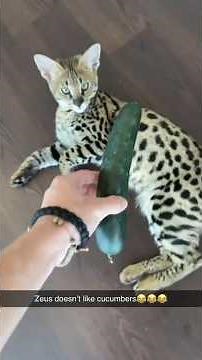Why Do Cats FEAR Cucumbers?! 😂🥒