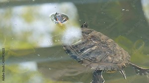 Red-bellied turtle swim in pond with other turtles