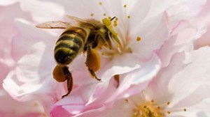 European Union to ban bee-harming pesticides