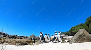 South African Penguins at Boulders Beach, Cape Town