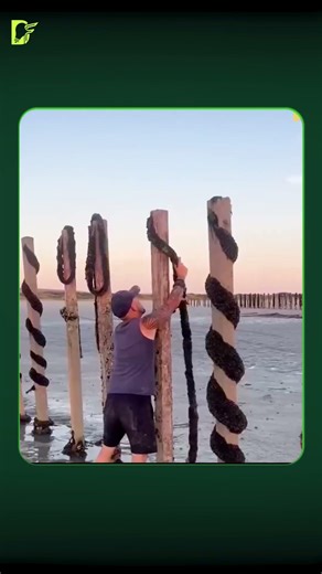 Mussel Farming#facts #didyouknow #mindblowingfacts