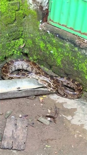 Giant Python Caught Attacking Its Prey Near the Wall! #shorts #snake #snacks #wildlife #yt
