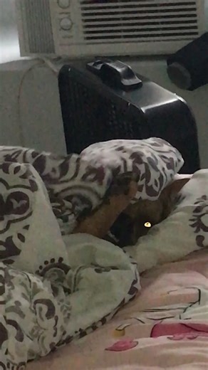 Excuse the mess we just moved in but can someone help get this girl out of bed!!!!!! #fyp #fypシ #fypシ゚viral #dogs #americanbully #chichi #anime #afvathome #afv