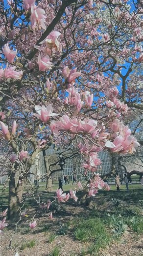 Springtime is here, and so are those pesky allergens! 🤧 Help your senior loved one stay comfortable by limiting outdoor exposure, using air purifiers, and keeping their environment clean. 🧼 Tag a friend in the comments to spread the knowledge! ☀️ #SeniorCare #SpringAllergies #AllergyTips #HealthAndWellness #CaregiverTips | Comfort Keepers of Charleston and Summerville, SC