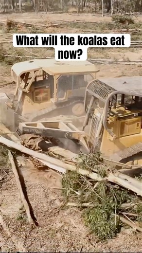 Eucalyptus trees smashed down by bulldozer