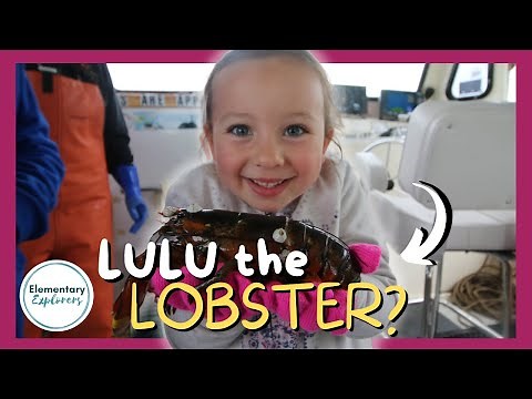 Catching Lobster on the Lulu Lobster Boat - Bar Harbor, Maine