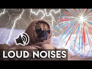 Dogs Afraid of Loud Noises (Dogs Scared of Thunder & Fireworks)