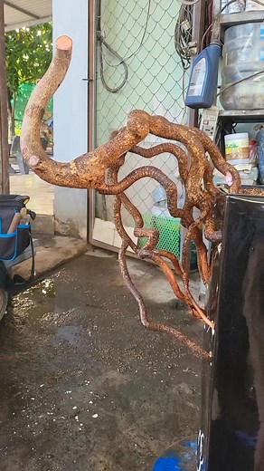 44K views · 386 reactions | Để xem em trụ được bao lâu  #bonsai #maivang #xuhuong #caycanh | Tuan Vuong | Facebook