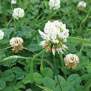 White Dutch Clover Cover Crop Seeds, NON-GMO - 150 Seeds - Etsy Canada