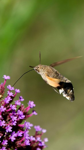 What a spot! 🎥🦋 Check out this amazing video captured in a member's garden near Glastonbury of a hummingbird hawk moth! The hummingbird hawk-moth is a day-flying moth that migrates to the UK from Southern Europe each year. It can be seen hovering over flowers, feeding with its long proboscis; its wings move so quickly that it 'hums'. You can typically spot these amazing moths from April all the way until December! Have you caught any of Somerset's incredible wildlife on camera! We'd love to se