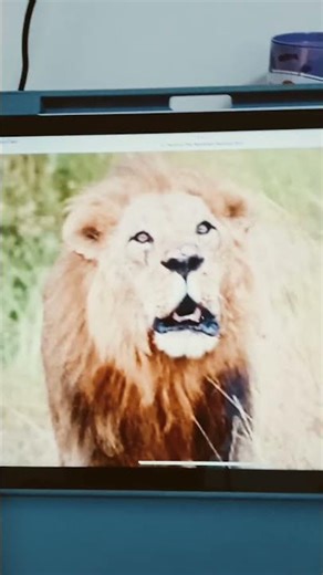 African Lion Roaring Sound Effects