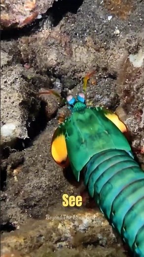 The Mantis Shrimp Punch is Faster Than a Bullet! 🦐💥
