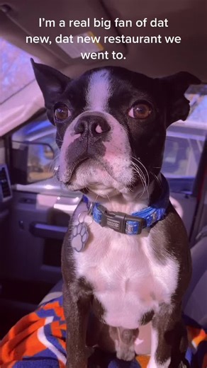 Dog Mom Visits Food Bank with Boston Terrier | Tatum Talks