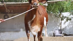 29 reactions · 4 comments | ❤️ALLHUMDOLILLAH ALLHUMDOLILLAH ❤️ ❤️HUM APNA ISHQ CHAMKAIN TUM APNA HUSUN CHMKAO ❤️ ❤️KAY HAIRAN DAIKH KAR ALAM HUME BHI HO TUMHE BHI HO ❤️ ❤️AL-NOOR CATTLE FARM ANOTHER BEAUTIFUL BIG SIZE BACHRI SEENA Masha ALLAH ❤️ ❤️❤️❤️ BARQAH ❤️❤️❤️ ❤️ALLAH PAK NAZAR E BAD SY MAHFOOZ FARMAIN AMEEN ❤️ #trending | Pakistan Cattle Qurbani | Facebook