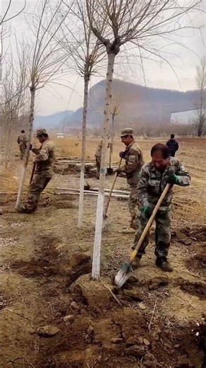 Satisfying Tree Uprooting | Golden Weeping Willow