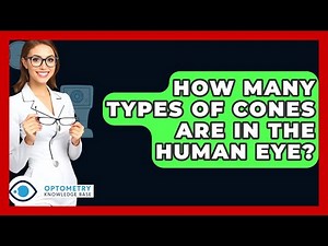 How Many Types Of Cones Are In The Human Eye? - Optometry Knowledge Base