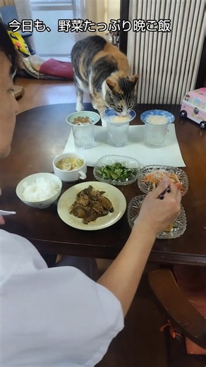 パパと仲良し晩ご飯だけど……みーちゃんは… #子猫#保護猫#猫のいる暮らし