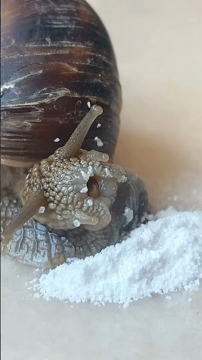 The Snail Eats Calcium Powder #foryou #snail