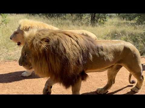 A Walk I’ll Never Forget – Lions at Ukutula Lodge, South Africa