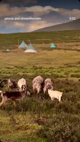 streamhorse: tsaatan tribe of mongolia: nomadic reindeer herding