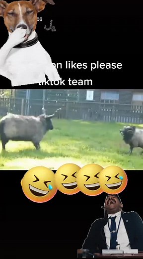 Playful Dog Interacts with Goats on a Farm