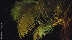 A tall coconut tree by the beach of El Nido, Philippines dancing in the wind on summer evening - Tilt up