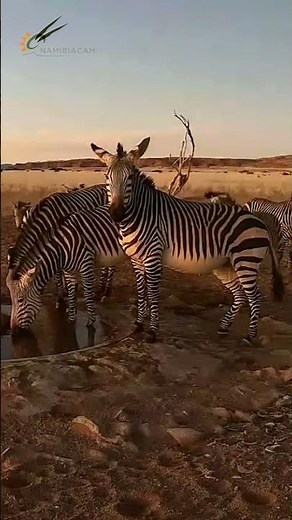 Zebra Magic at the Waterhole