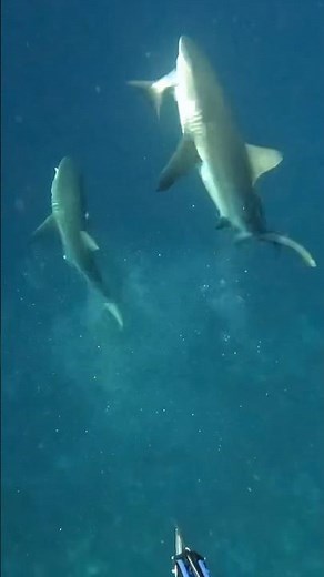 Crazy SHARK ATTACK #fishing #fish #shark