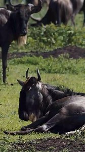 5.3K views · 88 reactions | New life! Ever witnessed the birth of baby wildebeest?殺 Adorable. Over 8 000 baby #wildebeest are being born every day during calving season in #serengeti as herds prepare to migrate towards #masaimara. We're ready for your bookings for the next episode of the dramatic great migration. #greatmigration #wildebeestmigration #wildlife #serengetinationalpark #calvingseason #calving #gamedrive #gamedrivesafari #bigfivesafari | Wildfriends Africa | Facebook