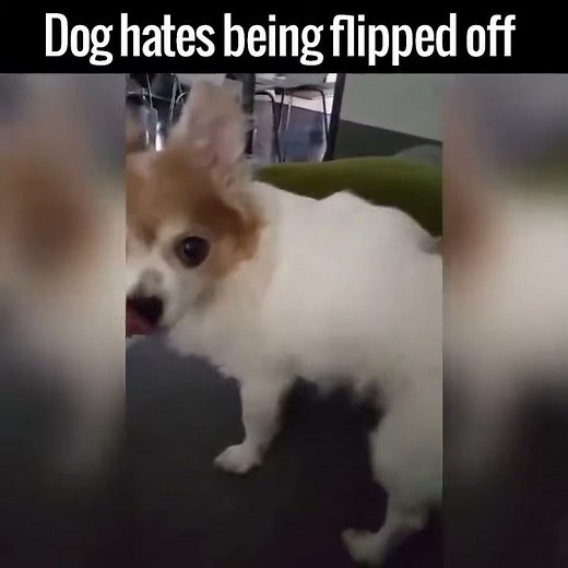 Chien VS doigt d'honneur