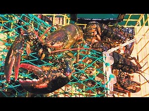 I Put My GoPro in a Lobster Trap! 😲 | New England Lobster Trap Footage | 🦞