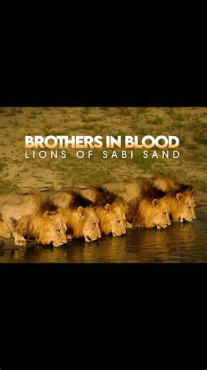 Understanding Love Through Mapogos: A Lion's Symbolism