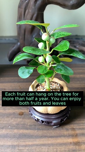 6.1K views · 89 reactions | How to grow mini fig trees #gardening #garden #gardeningtips #gardenlife #gardeninspiration #gardenideas #gardenlove #gardendesign #gardenersofinstagram #gardenersworld #garden_styles #gardenphotography #gardenlovers #gardenerslife #gardenart #gardenbeauty #gardensofinstagram #gardenplants #gardenviews #gardenersparadise #gardenista #gardeningcommunity #gardenloversclub #gardenaddict #gardeners #gardenerslife | Gardening Ideas | Facebook