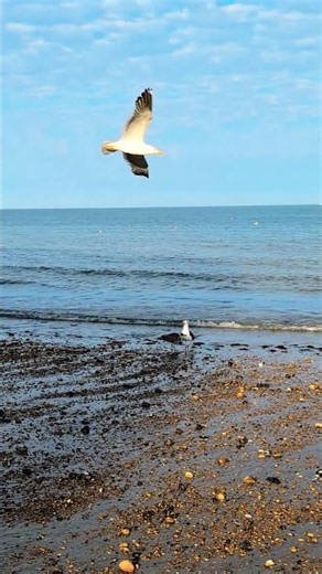 🌊🦅Great Black -backed Gull calling. #seagull #beach #ocean