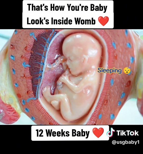 Discover How Your Baby Looks at 12 Weeks Pregnant
