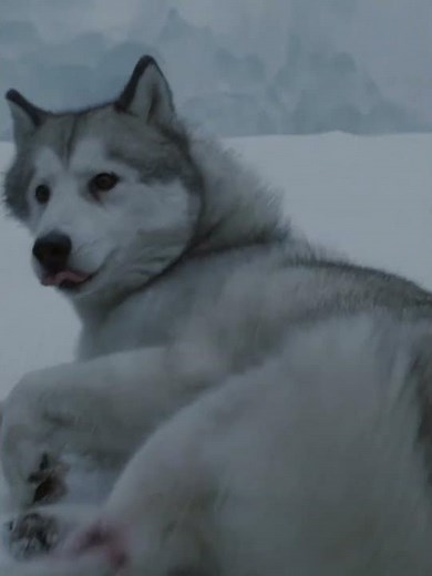 Eight Below (2006) 🎬