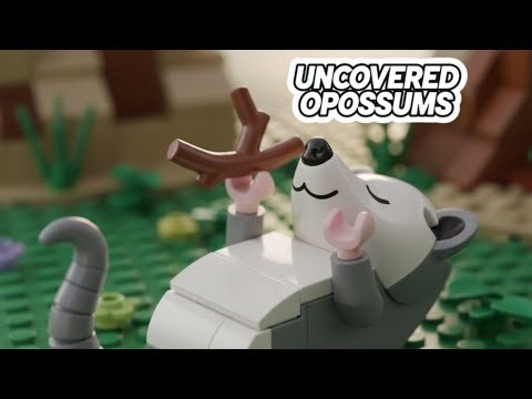 Wild Animal Sleep Core #Opossum #Animals