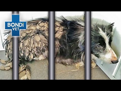 Rescue Dog Locked in Cage His Entire Life 💔 | Vet on the Hill Clips | Bondi Vet