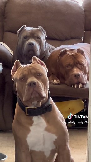 Exploring Dark Dynasty K9s' Pack Training with Kobe