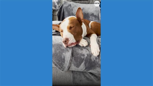 Viral dog with narcolepsy passes out whenever he gets too excited