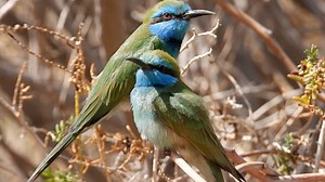 Bird, Asian Green Bee-Eater, Bee Eater. Free Stock Video
