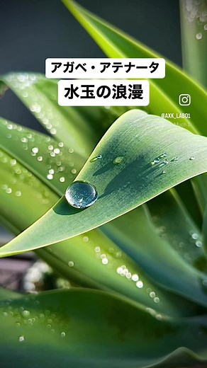 アガベ・アテナータの魅力と育て方