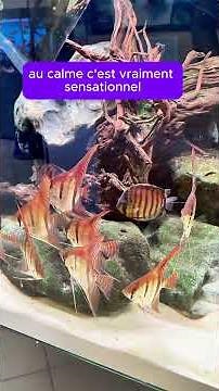 Arrivage Discus Sauvages d’Exception 🐠 | Heckel Blue Face · Yellow Colombie · Scalaire Santa Isabel