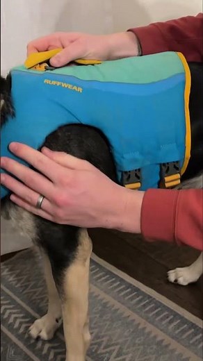Try on the Ruffwear dog life jacket.