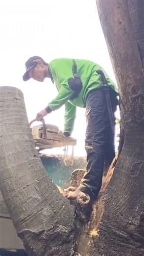 Woodworking projects Firewood tree cutting skills Techniques #shortvideo #chainsaw 5041