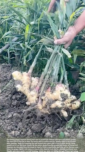 Ginger Harvest Guide: Timing, Care, and Freshness #gardeningtips #harvest