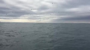 Boater Amazed at Surprise Breaching by Entire Humpback Pod